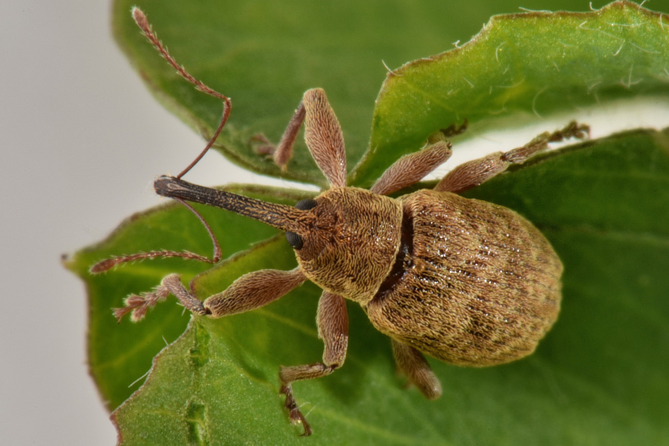 Curculionidae: Dorytomus sp.?  Sì, Dorytomus filirostris, maschio